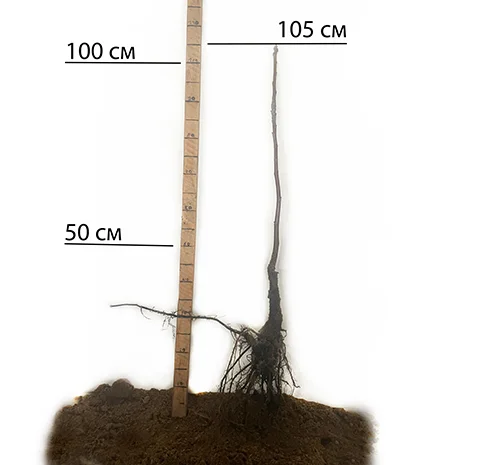 Саженцы грецкого ореха Ивана Багряного - 2 года (привитый)- фото № 2
