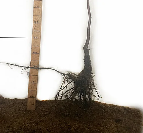 Саженцы грецкого ореха Буковинский 2 – 2 года (привитые)- фото № 3