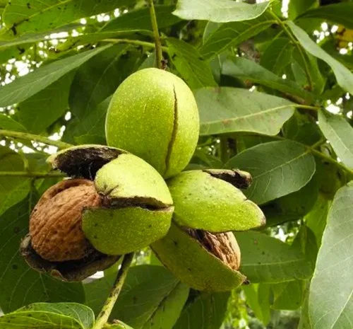 Саженцы грецкого ореха Буковинская Бомба - 2 года- фото № 2