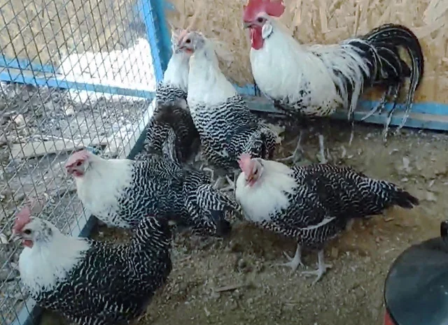 Інкубаційне яйце.(Курчата) Брекель срібло- фото № 2