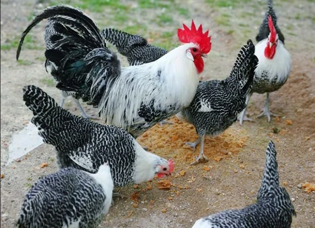 Інкубаційне яйце.(Курчата) Брекель срібло- фото № 4