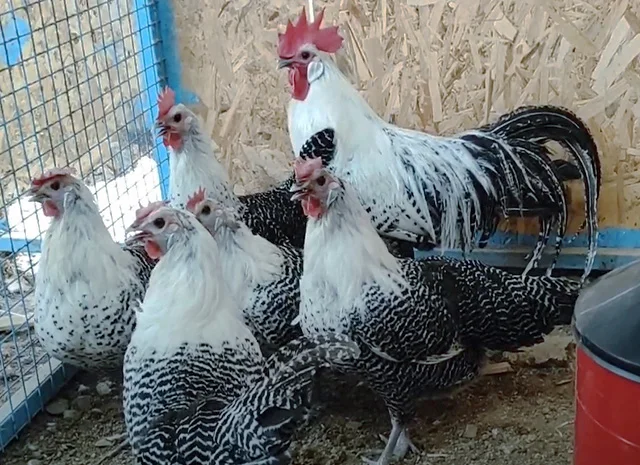 Інкубаційне яйце.(Курчата) Брекель срібло- фото № 5