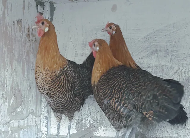 Інкубаційне яйце.(Курчата) Брекель срібло- фото № 6