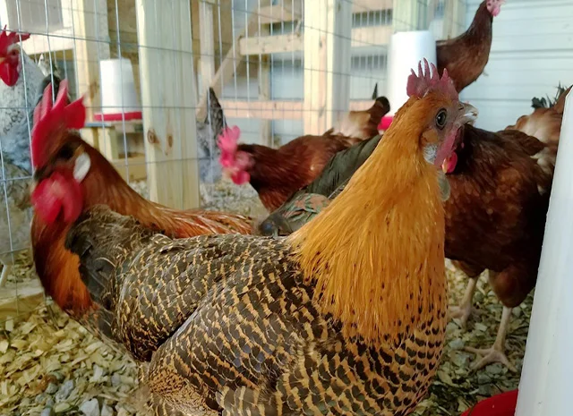 Інкубаційне яйце.(Курчата) Брекель срібло- фото № 7