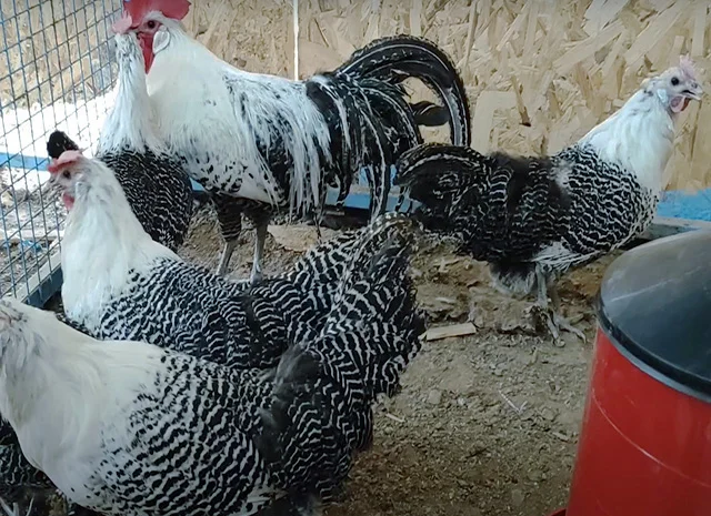 Інкубаційне яйце.(Курчата) Брекель срібло- фото № 8