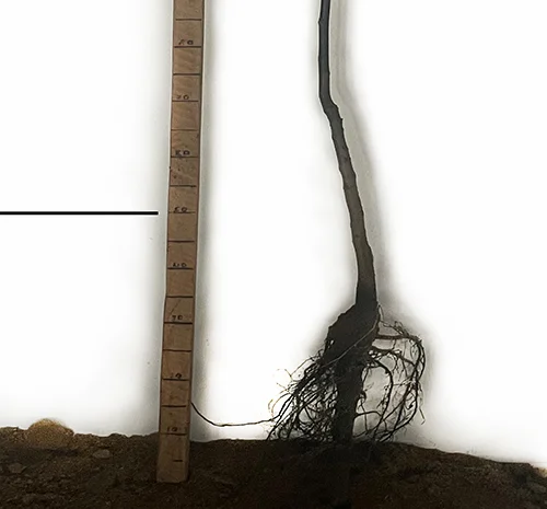 Саженцы грецкого ореха Астахівський - 3 года- фото № 3