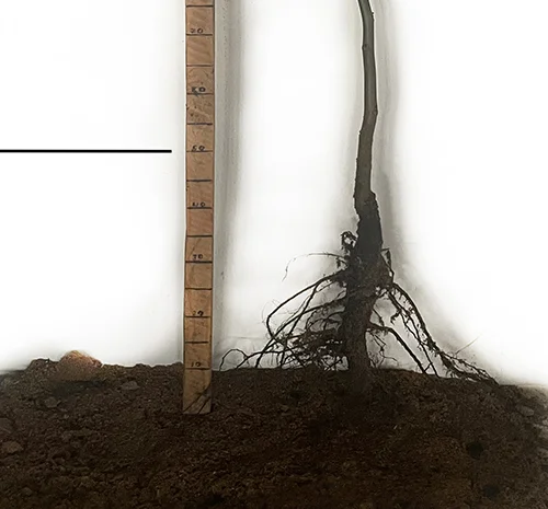 Саженцы грецкого ореха Астахивский - 2-летние- фото № 1