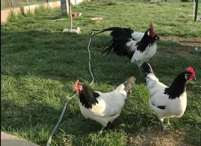 Інкубаційне яйце.(Курчата) Лакенфельдер. Птиця- фото № 1