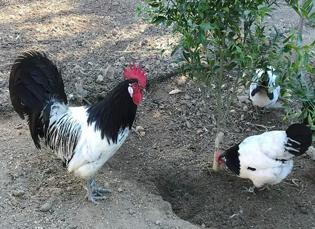 Інкубаційне яйце.(Курчата) Лакенфельдер. Птиця- фото № 2