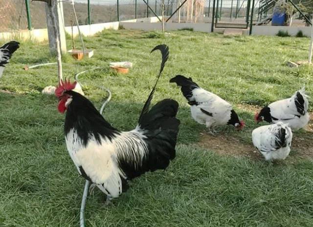 Інкубаційне яйце.(Курчата) Лакенфельдер. Птиця- фото № 3