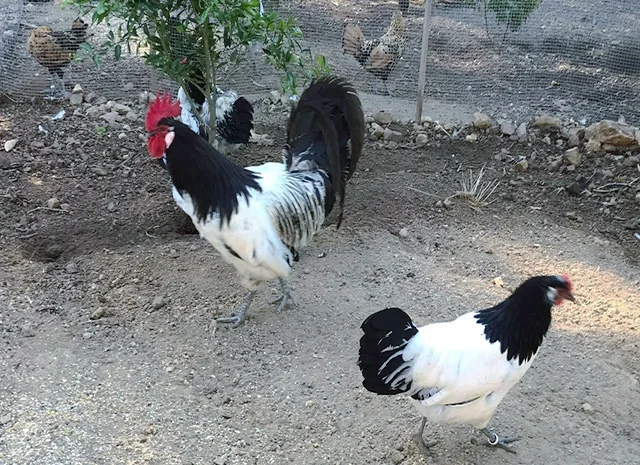 Інкубаційне яйце.(Курчата) Лакенфельдер. Птиця- фото № 4