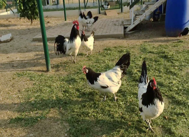 Інкубаційне яйце.(Курчата) Лакенфельдер. Птиця- фото № 6