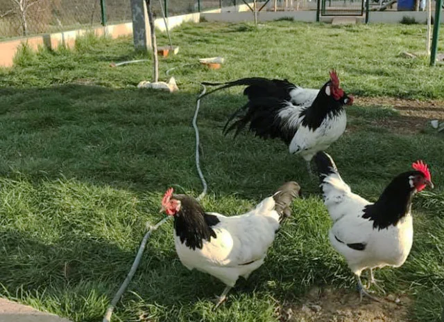 Інкубаційне яйце.(Курчата) Лакенфельдер. Птиця- фото № 7