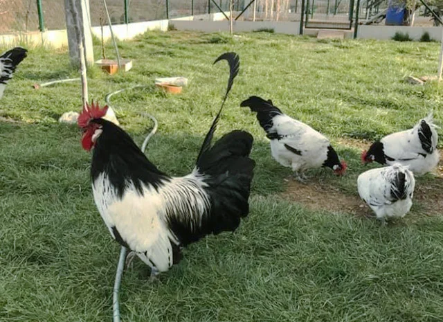 Інкубаційне яйце.(Курчата) Лакенфельдер. Птиця- фото № 8