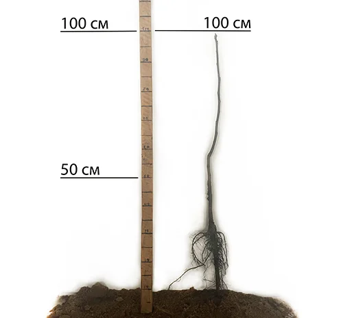 Саженцы грецкого ореха Астахивский - 1 год- фото № 1