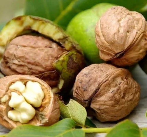 Саженцы грецкого ореха Астахивский - 1 год- фото № 3