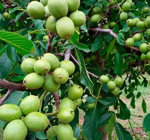 Саженцы грецкого ореха Алтай - 3-летние- фото № 1