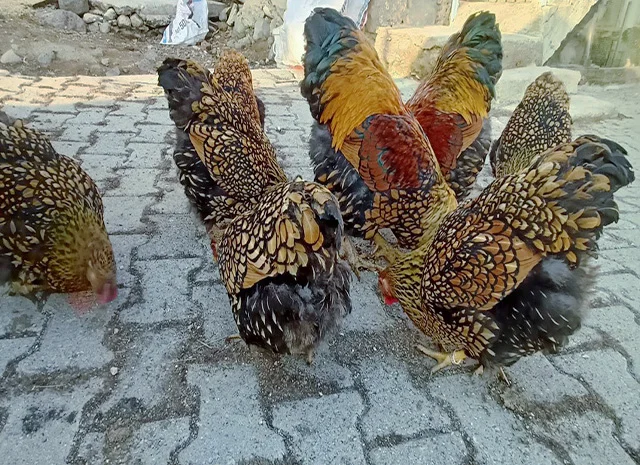 Інкубаційне яйце.(Курчата) ВІАНДОТ фарфоровий- фото № 1