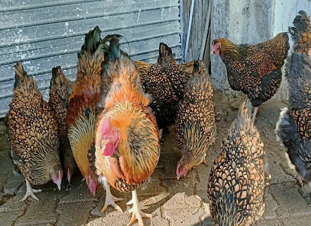 Інкубаційне яйце.(Курчата) ВІАНДОТ фарфоровий- фото № 2