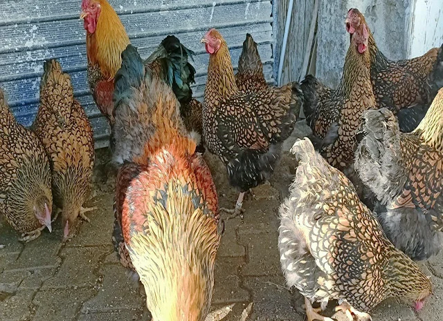 Інкубаційне яйце.(Курчата) ВІАНДОТ фарфоровий- фото № 3