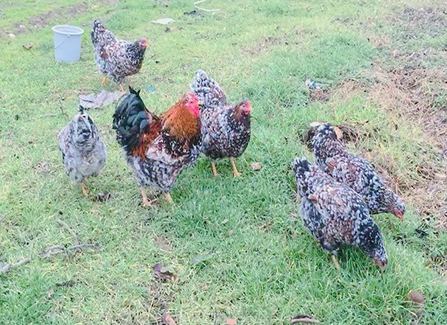 Інкубаційне яйце.(Курчата) ВІАНДОТ фарфоровий- фото № 4