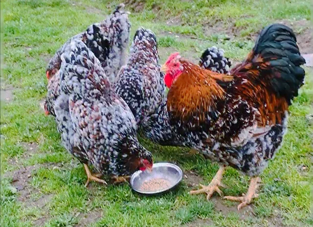 Інкубаційне яйце.(Курчата) ВІАНДОТ фарфоровий- фото № 5