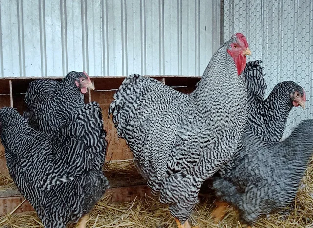 Інкубаційне яйце.(Курчата) ВІАНДОТ фарфоровий- фото № 6