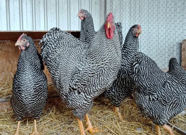 Інкубаційне яйце.(Курчата) ВІАНДОТ фарфоровий- фото № 7