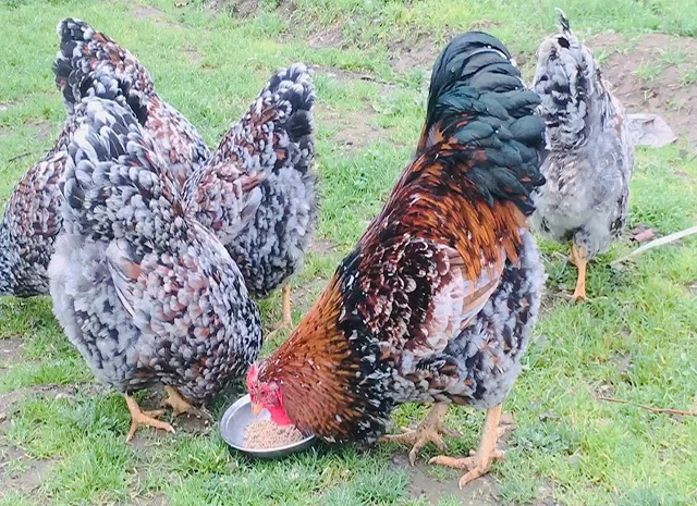 Інкубаційне яйце.(Курчата) ВІАНДОТ фарфоровий- фото № 8