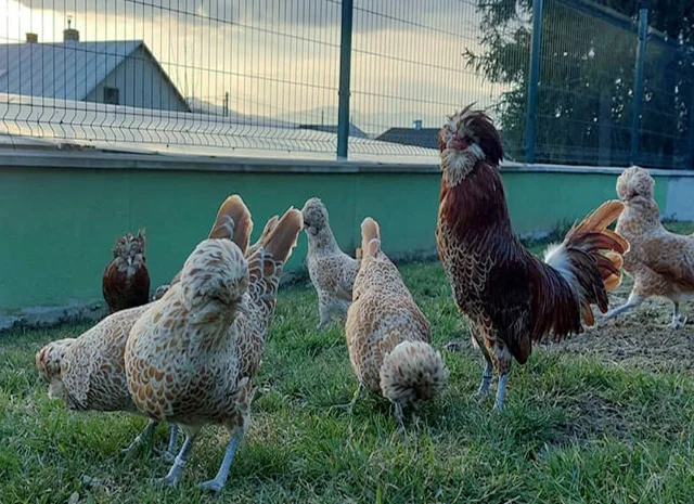 Інкубаційне яйце.(Курчата) Падуан фарфоровий- фото № 1