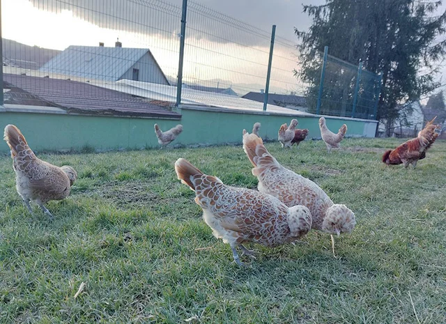 Інкубаційне яйце.(Курчата) Падуан фарфоровий- фото № 2