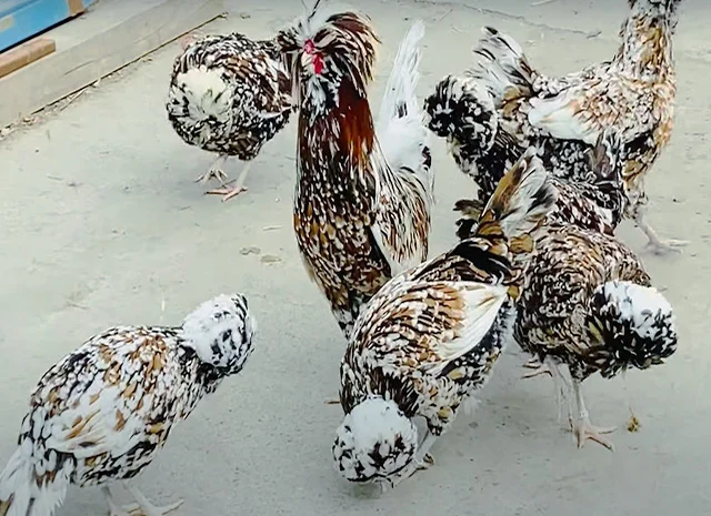 Інкубаційне яйце.(Курчата) Падуан фарфоровий- фото № 3