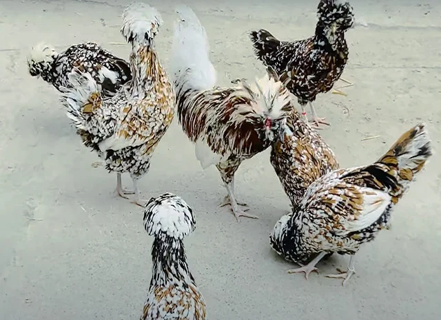 Інкубаційне яйце.(Курчата) Падуан фарфоровий- фото № 4