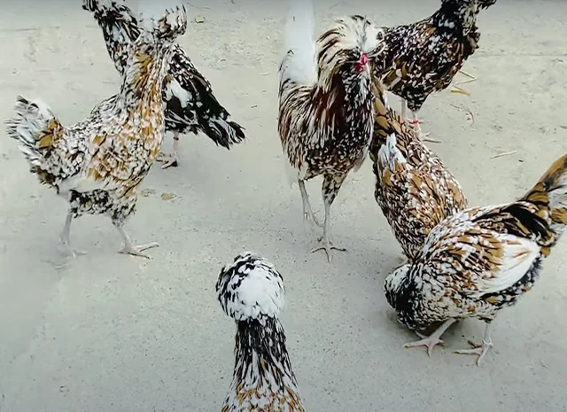 Інкубаційне яйце.(Курчата) Падуан фарфоровий- фото № 5