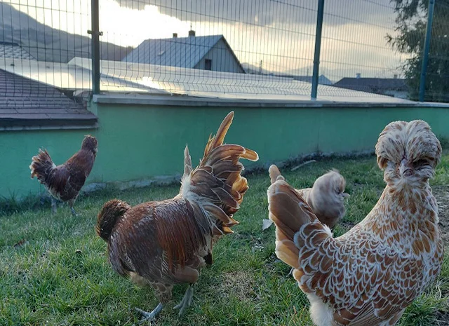 Інкубаційне яйце.(Курчата) Падуан фарфоровий- фото № 6