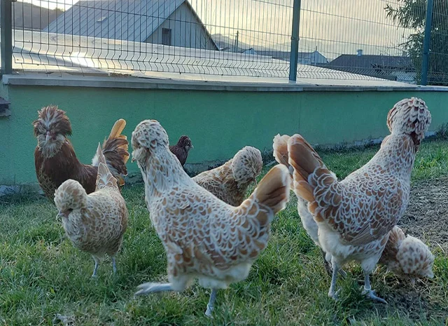 Інкубаційне яйце.(Курчата) Падуан фарфоровий- фото № 7