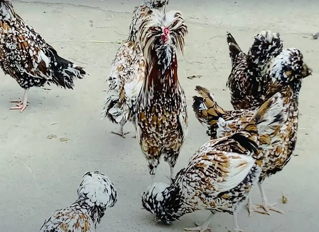 Інкубаційне яйце.(Курчата) Падуан фарфоровий- фото № 8