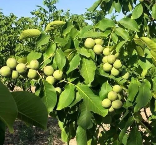 Саженцы грецкого ореха Ивана Багряного - 3-летние- фото № 1