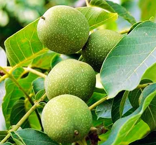 Саженцы грецкого ореха Великан - 2-летние- фото № 1