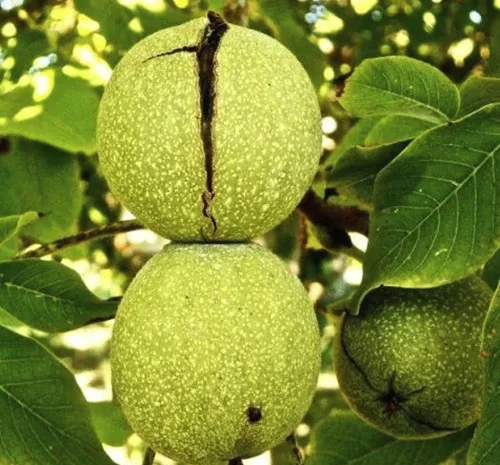 Саженцы грецкого ореха Буковинский 2 - 2-летние- фото № 1