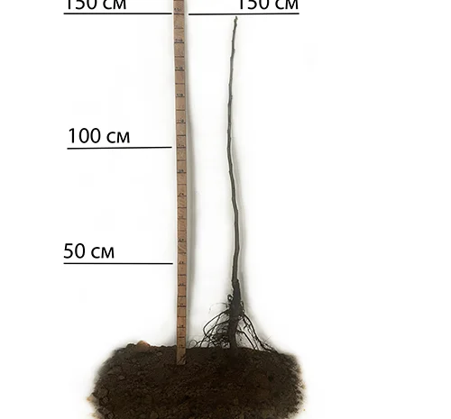 Саженцы грецкого ореха Буковинский 2 - 2-летние- фото № 2