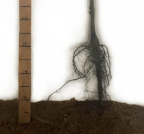 Саженцы грецкого ореха Ивана Багряного - 1 год- фото № 3