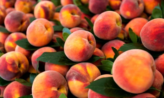 Саженцы персиков и нектаринов – 80 сортов от производителя с доставкой- фото № 3