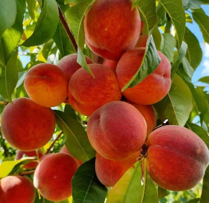 Саженцы персиков и нектаринов – 80 сортов от производителя с доставкой- фото № 4