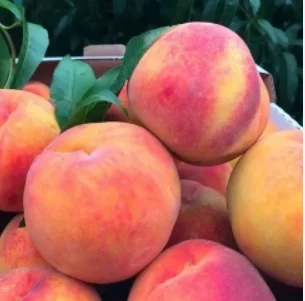 Саженцы персиков и нектаринов – 80 сортов от производителя с доставкой- фото № 5