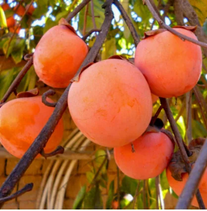 Саженцы персиков и нектаринов – 80 сортов от производителя с доставкой- фото № 6