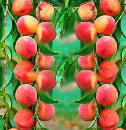 Саженцы персиков и нектаринов – 80 сортов от производителя с доставкой- фото № 7