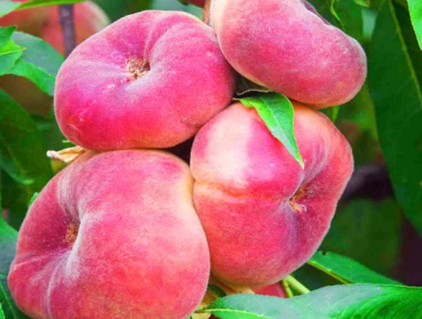 Саженцы персиков и нектаринов – 80 сортов от производителя с доставкой- фото № 8