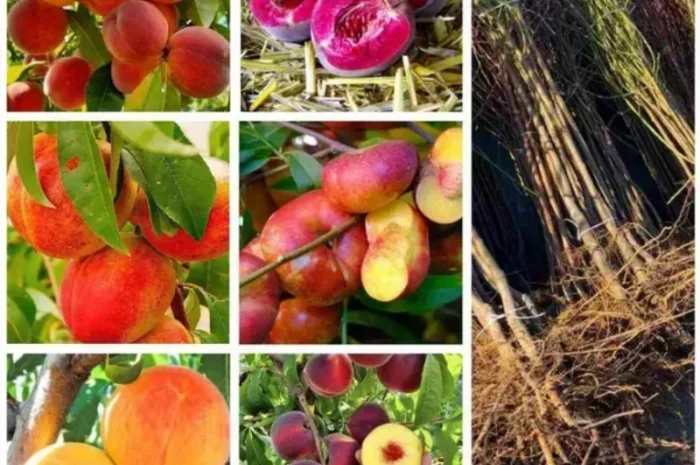 Саженцы персиков и нектаринов – 80 сортов от производителя с доставкой- фото № 1