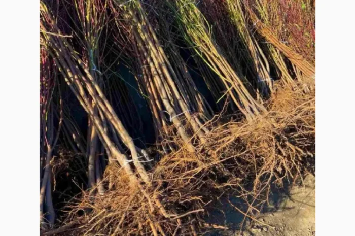 Саженцы персиков и нектаринов – 80 сортов от производителя с доставкой- фото № 9